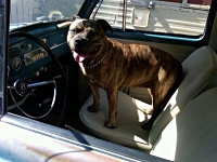 VW Dogs
