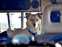 VW Dogs
