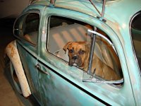 VW Dogs