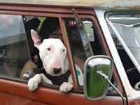 VW Dogs