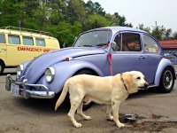 VW Dogs