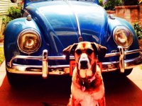 VW Dogs