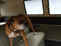 VW Dogs