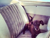 VW Dogs