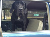 VW Dogs