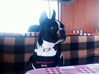 VW Dogs