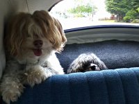 VW Dogs