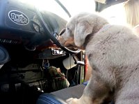 VW Dogs