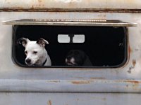 VW Dogs