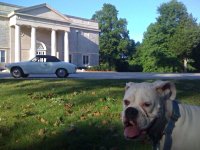 VW Dogs