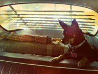 VW Dogs