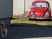 VW Dogs