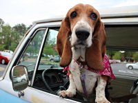 VW Dogs