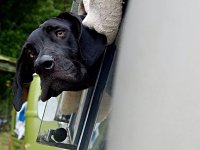 VW Dogs