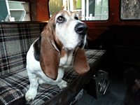 VW Dogs