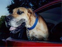 VW Dogs