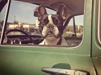 VW Dogs