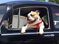 VW Dogs