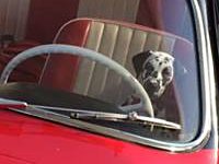 VW Dogs