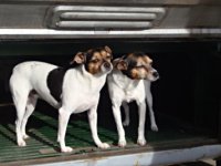 VW Dogs