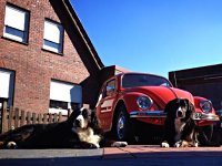 VW Dogs