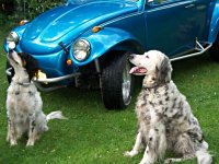VW Dogs