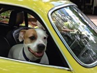 VW Dogs