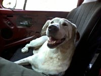 VW Dogs