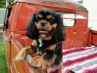 VW Dogs