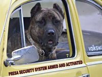 VW Dogs