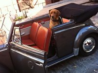 VW Dogs