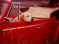 VW Dogs