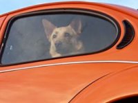 VW Dogs
