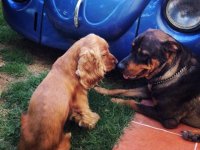 VW Dogs