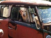 VW Dogs