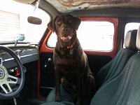 VW Dogs