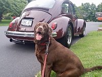 VW Dogs