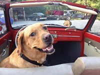 VW Dogs