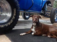 VW Dogs