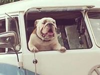 VW Dogs