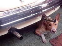 VW Dogs