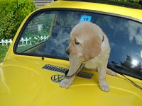 VW Dogs
