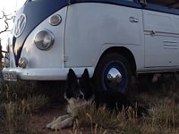 VW Dogs