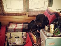 VW Dogs