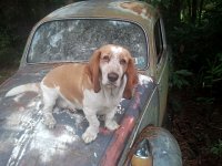 VW Dogs