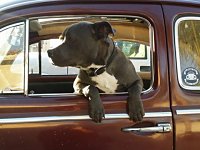 VW Dogs