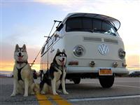 VW Dogs