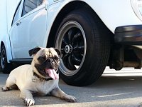 VW Dogs