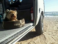 VW Dogs