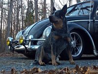 VW Dogs
